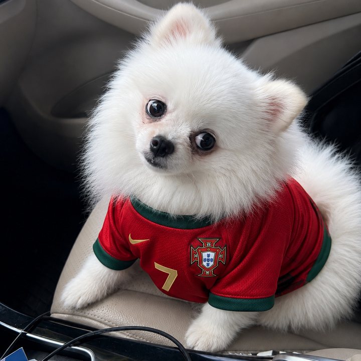 Cookie, la Pomeranian de Lía, con su camiseta de Portugal
